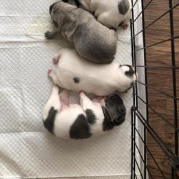 French Bulldog Puppies from French Blu’s