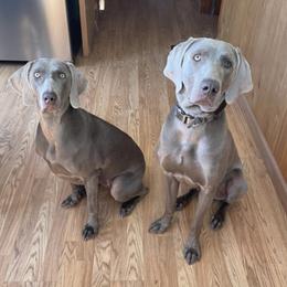 Weimaraners from Rowan’s Weimaraners