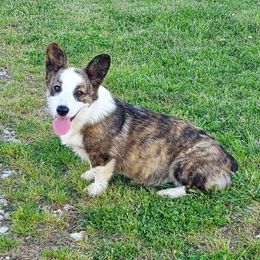 Brinlee - American Corgi