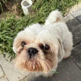 Louie - Shih Tzu