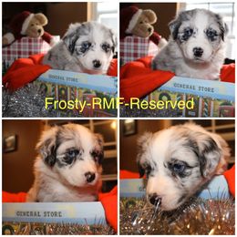 Australian Shepherd Puppies from Not Of This World Australian Shepherds