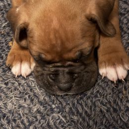 Kira - Fawn female Boxer puppy in Ocala, Florida from Bowers Boxers