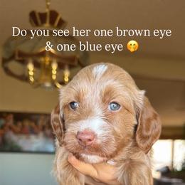 Xyla - Apricot female Goldendoodle puppy in Waterford, California from Alvdoodles