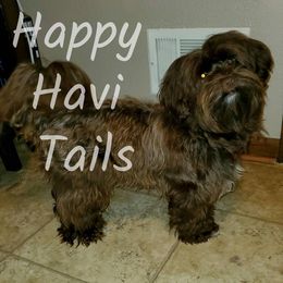 Havanese from Happy Havi Tails