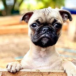 Boston Terriers and Pugs from Maya's Pups