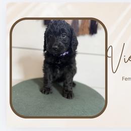 Violet - Black female Bernedoodle puppy in Bellevue, Iowa from Blended Acres & Kennels