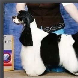 Zac - Cocker Spaniel