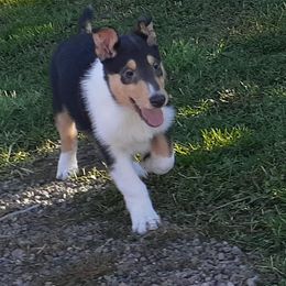 Collie Puppies from Nightstar Collies