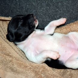Rat Terrier Puppies from RaganRat Terriers