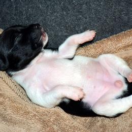 Rat Terrier Puppies from RaganRat Terriers