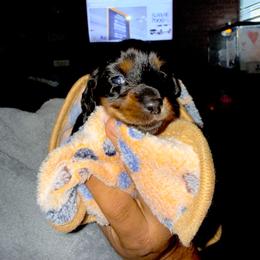Cupid - Black and tan female Dachshund puppy in San Antonio, Texas from Little Paws Doxies