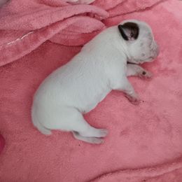Boy 4 - white - White male Boxer puppy in Morriston, Florida from Like The Wind Boxers