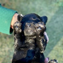 Black female lavender collar - Black female Miniature Schnauzer puppy in Calhoun, Georgia from The BrickHouse Miniature Schnauzers