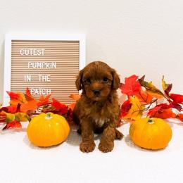 Sunday - Red  female Goldendoodle puppy in Kissimmee, Florida from Poodle Doodle Kennels