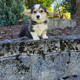 Lavender - Black and tan female Pembroke Welsh Corgi puppy in Fortine, Montana from North Star Pembroke Welsh Corgi's