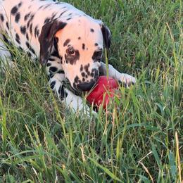 Banana Pudding - White and black female Dalmatian puppy in Austin, Texas from Dazzling Dalz