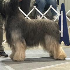 Seve - Briard