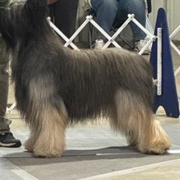 Seve - Briard
