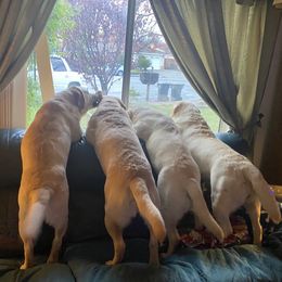 Labrador Retrievers from Teresa Ferrell-Frazier's Labrador Retrievers