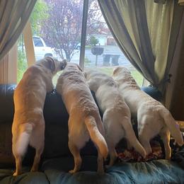 Labrador Retrievers from Teresa Ferrell-Frazier's Labrador Retrievers