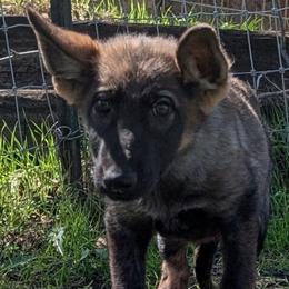 Odom's Middle of June - Sable female German Shepherd puppy in Springtown, Texas from Odom's German Shepherds