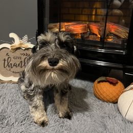 Jade - Miniature Schnauzer
