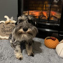 Jade - Miniature Schnauzer