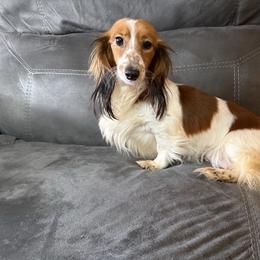 Ginger - Dachshund