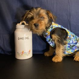 Boy 3 - Black and gold male Yorkshire Terrier puppy in Marion, Indiana from Thomas Terriers