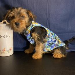 Boy 3 - Black and gold male Yorkshire Terrier puppy in Marion, Indiana from Thomas Terriers