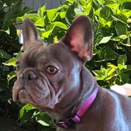 Gabby - French Bulldog