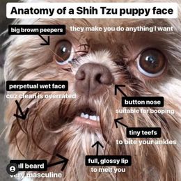 Shih Tzu Puppies from Nickerson Farms Shih Tzu & Imperial Beauties LLC.