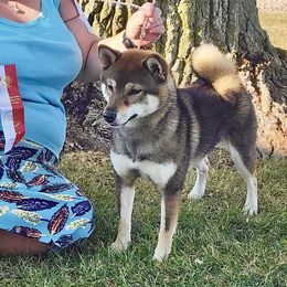 Boo - Shiba Inu