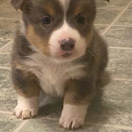 Blue - Blue male Pembroke Welsh Corgi puppy in Maupin, Oregon from Bailey Nannini