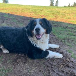 Denali $600 - Tri-color Bernedoodle puppy in Beavercreek, Oregon from Beavercreek Bernedoodles