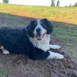 Denali $600 - Tri-color Bernedoodle puppy in Beavercreek, Oregon from Beavercreek Bernedoodles