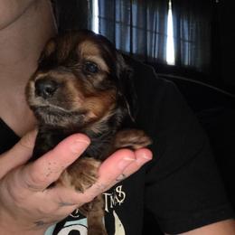 Freddy - Red male Dachshund puppy in Farmington, Missouri from Southeast mo Miniature dachshunds
