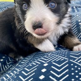Miniature Australian Shepherds from T & E Aussies