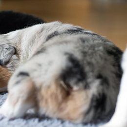 Australian Shepherd Puppies from Everly Australian Shepherds