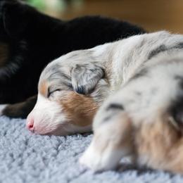 Australian Shepherd Puppies from Everly Australian Shepherds