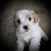 "6 weeks " Cavaton Puppies from Lakeshore Cavatons