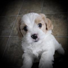 "6 weeks " Cavaton Puppies from Lakeshore Cavatons