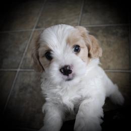 "6 weeks " Cavaton Puppies from Lakeshore Cavatons
