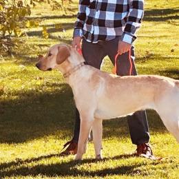 Olive - Labrador Retriever