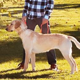 Olive - Labrador Retriever