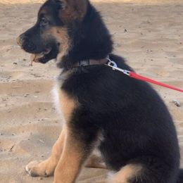 German Shepherds from Haus Der Valkyrie German Shepherds