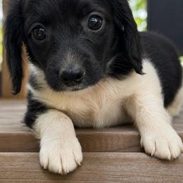Belle - Piebald female Dachshund puppy in Greenup, Kentucky from Tygart Creek Dachshunds