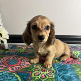 Patsy - Cream female Dachshund puppy in Gilbertsville, Kentucky from DeLaunes Dachshunds