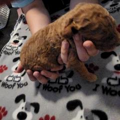 Goldendoodle Puppies from Royale's Goldendoodles