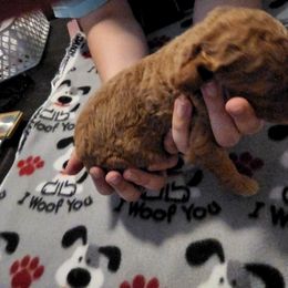 Goldendoodle Puppies from Royale's Goldendoodles